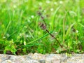 Wild flowers on the green grass blurred bokeh amazing nature background. Tranquil macro art wallpaper Royalty Free Stock Photo