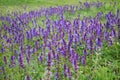 Wild purple flowers