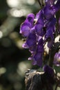 Wild purple flowers on green background in autumn in the morning Royalty Free Stock Photo