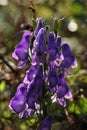 Wild purple flowers on green background in autumn in the morning Royalty Free Stock Photo