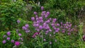 Wild purple flowers among green grass Royalty Free Stock Photo