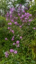 Wild purple flowers among green grass Royalty Free Stock Photo