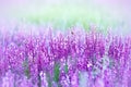 Wild purple flowers Royalty Free Stock Photo