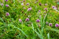 Wild purple flowers on a meadow among the grass Royalty Free Stock Photo