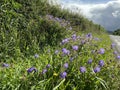 Wild purple flowers in, Pool in Wharfedale, Harrogate, UK