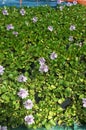 Wild Purple Water Hyacinth Flower at Fish Field Royalty Free Stock Photo