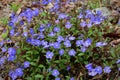 Wild Purple Flowers Royalty Free Stock Photo