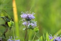 Wild purple flowers Royalty Free Stock Photo