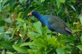 Purple Gallinule on a green branch