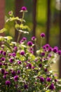 Wild Purple Globe Amaranth or Bachelor Button flower Gomphrena globosa L. Royalty Free Stock Photo