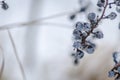 Wild vines in winter. Royalty Free Stock Photo