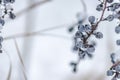 Wild vines in winter. Royalty Free Stock Photo