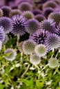 Wild purple green thistel flowers background makro