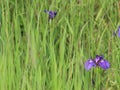 Wild purple Iris flowers in a field of grass Royalty Free Stock Photo