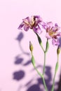 Wild purple iris Royalty Free Stock Photo