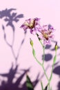 Wild purple iris Royalty Free Stock Photo