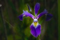 Sunlit wild purple iris
