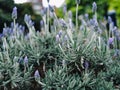 Wild purple lavandula lanata flower under the sun in the backyard with house behind