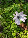 Wild purple lilac anemones with Background of soil and wild plants