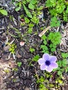 Wild purple lilac anemones with Background of soil and wild plants