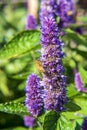 Wild Purple Lupine in Alaska with a bumblee bee Royalty Free Stock Photo