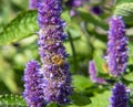 Wild Purple Lupine in Alaska with a bumblee bee Royalty Free Stock Photo