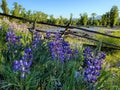 Wild Purple Lupine at Spread Creek in Grand Teton National Park, Wyoming