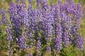 Wild Purple Lupines In Colorado Royalty Free Stock Photo