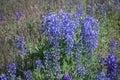 Wild Purple Lupines In Colorado Royalty Free Stock Photo