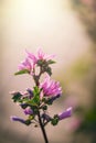 Wild purple wild mallow flower on green meadow on spring day in close-up Royalty Free Stock Photo