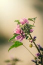 Wild purple wild mallow flower on green meadow on spring day in close-up Royalty Free Stock Photo