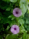 A Wild Purple Morning Glory Flower Royalty Free Stock Photo