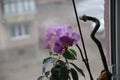 Wild purple Orchid at home on the window