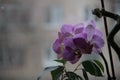 Wild purple Orchid at home on the window