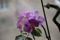 Wild purple Orchid at home on the window