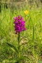 Wild purple orchid on a spring meadow. Close up blooming flower. Fresh green nature meadow flowers.Beautiful landscape with Royalty Free Stock Photo