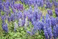 Wild Purple and Pale Blue Lupines In Colorado Royalty Free Stock Photo