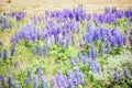 Wild Purple and Pale Blue Lupines In Colorado