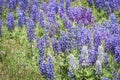 Wild Purple and Pale Blue Lupines In Colorado Royalty Free Stock Photo