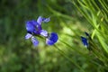 Wild purple small flower iris on a green summer bokeh background Royalty Free Stock Photo
