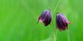 Wild purple tulips on a green meadow. copy space Royalty Free Stock Photo