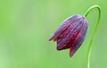 Wild purple tulips on a green meadow Royalty Free Stock Photo