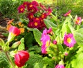 Wild purple, violet and orange primrose plants