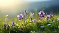 Wild purple violets blooming in sunlit green grass at dawn Royalty Free Stock Photo