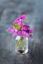 wild purple violets flower bouquet in small vase on rustic grey background Royalty Free Stock Photo