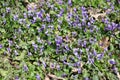 Wild purple violets in nature, close up. No sharpen