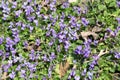 Wild purple violets in nature, close up. No sharpen