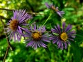 Wild purple weed flowers