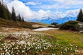 Wild purple and white Crocus alpine flowers blooming at spring in the Swiss Alps. Niederhorn, Switzerland Royalty Free Stock Photo