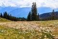 Wild purple and white Crocus alpine flowers blooming at spring in the Swiss Alps. Niederhorn, Switzerland Royalty Free Stock Photo